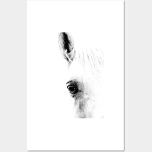 Horse 01 Posters and Art